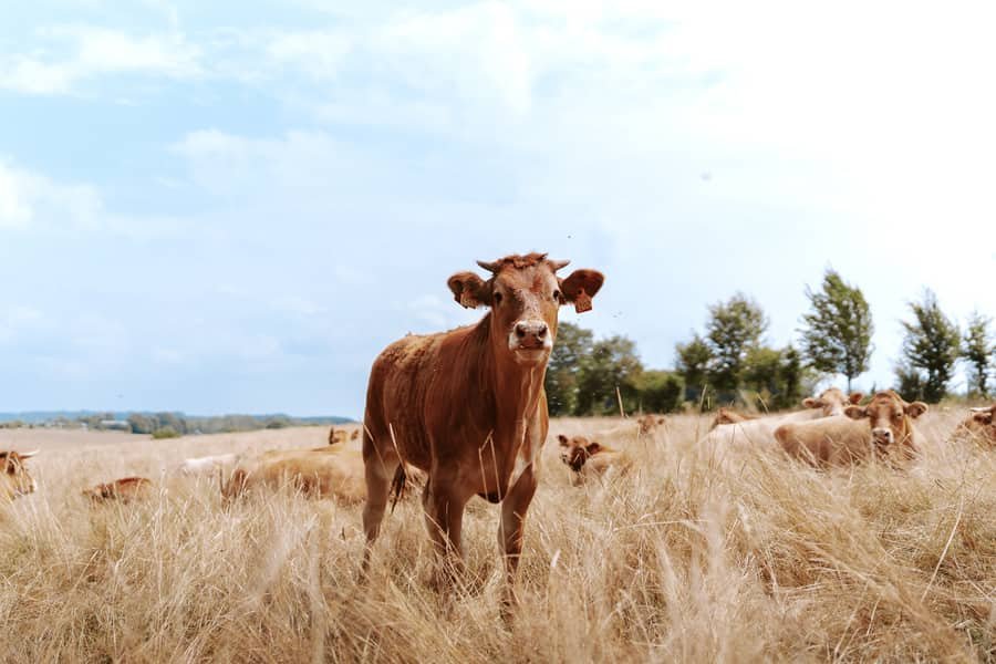 Vaches limousines paissant dans les champs autour de la ferme d'Habaru