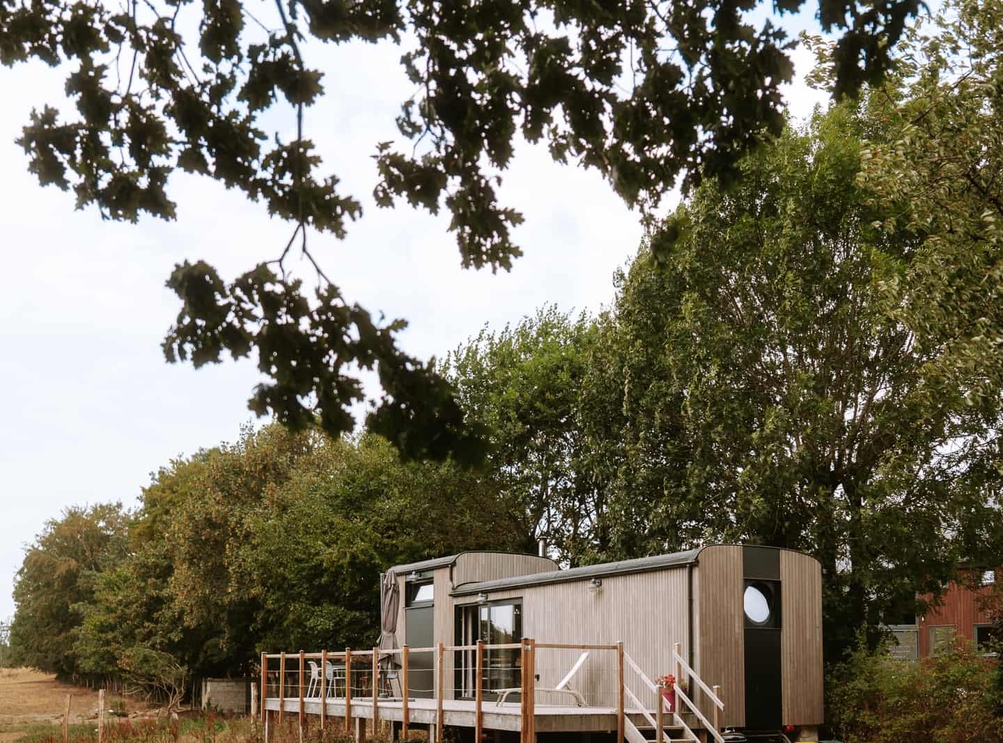 Vaches limousines dans les champs dorés autour de la Tiny House d'Habaru, en province de Luxembourg